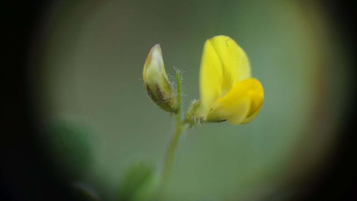 Medicago littoralis (door Sipke Gonggrijp)