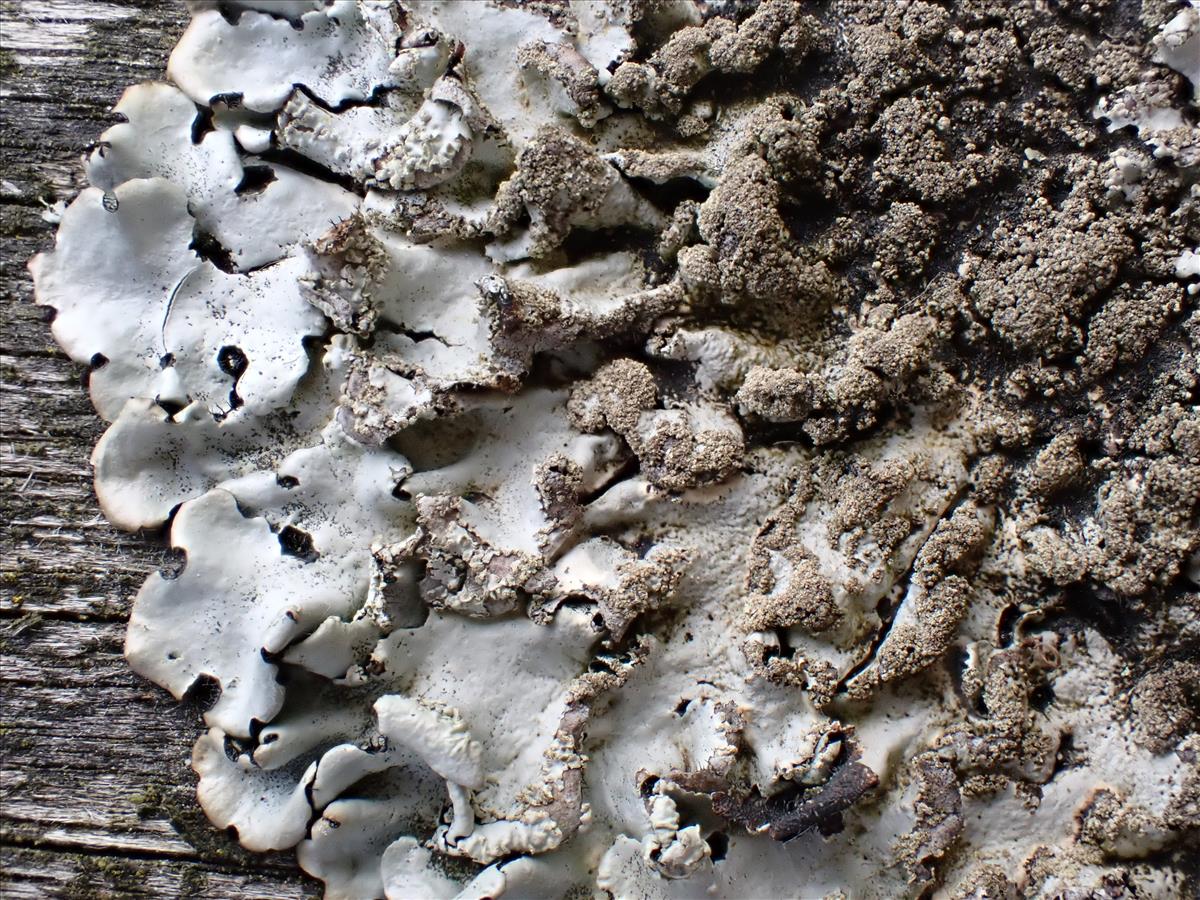 Hypotrachyna afrorevoluta (door Lukas Verboom)