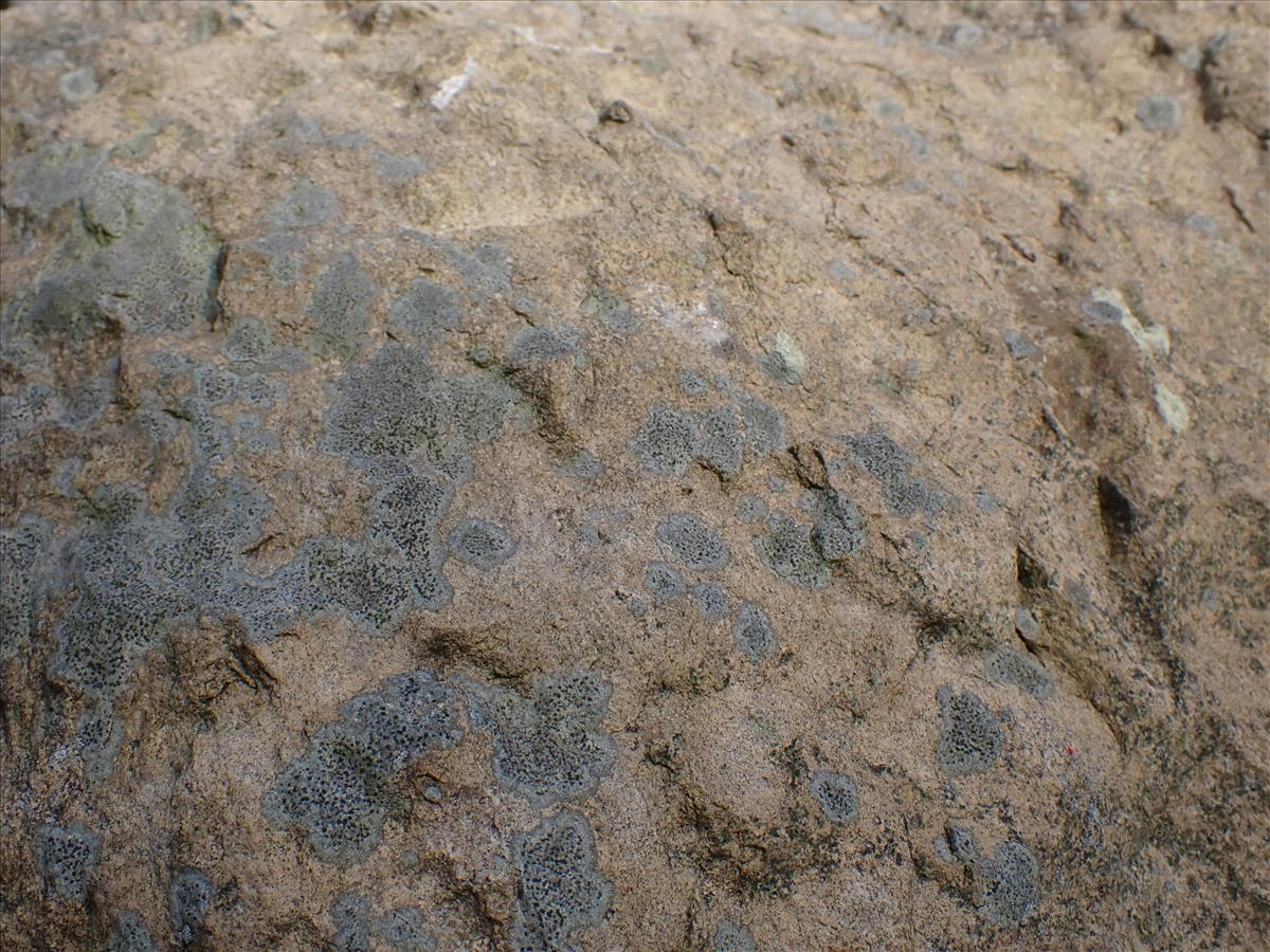 Rhizocarpon reductum (door Lukas Verboom)