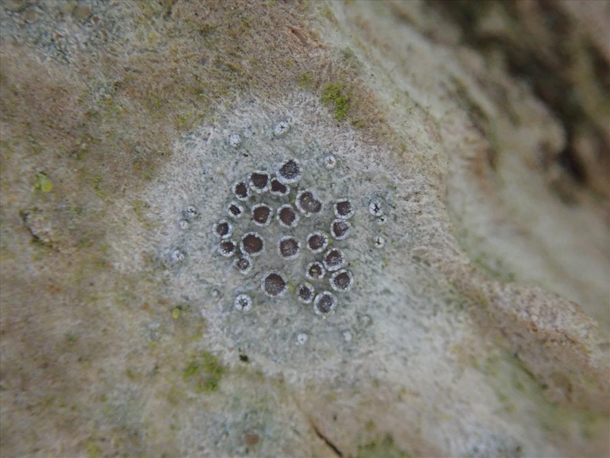 Myriolecis hagenii (door Lukas Verboom)