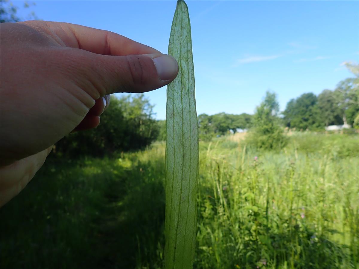 Sagittaria sagittifolia (door Tim van de Vondervoort)