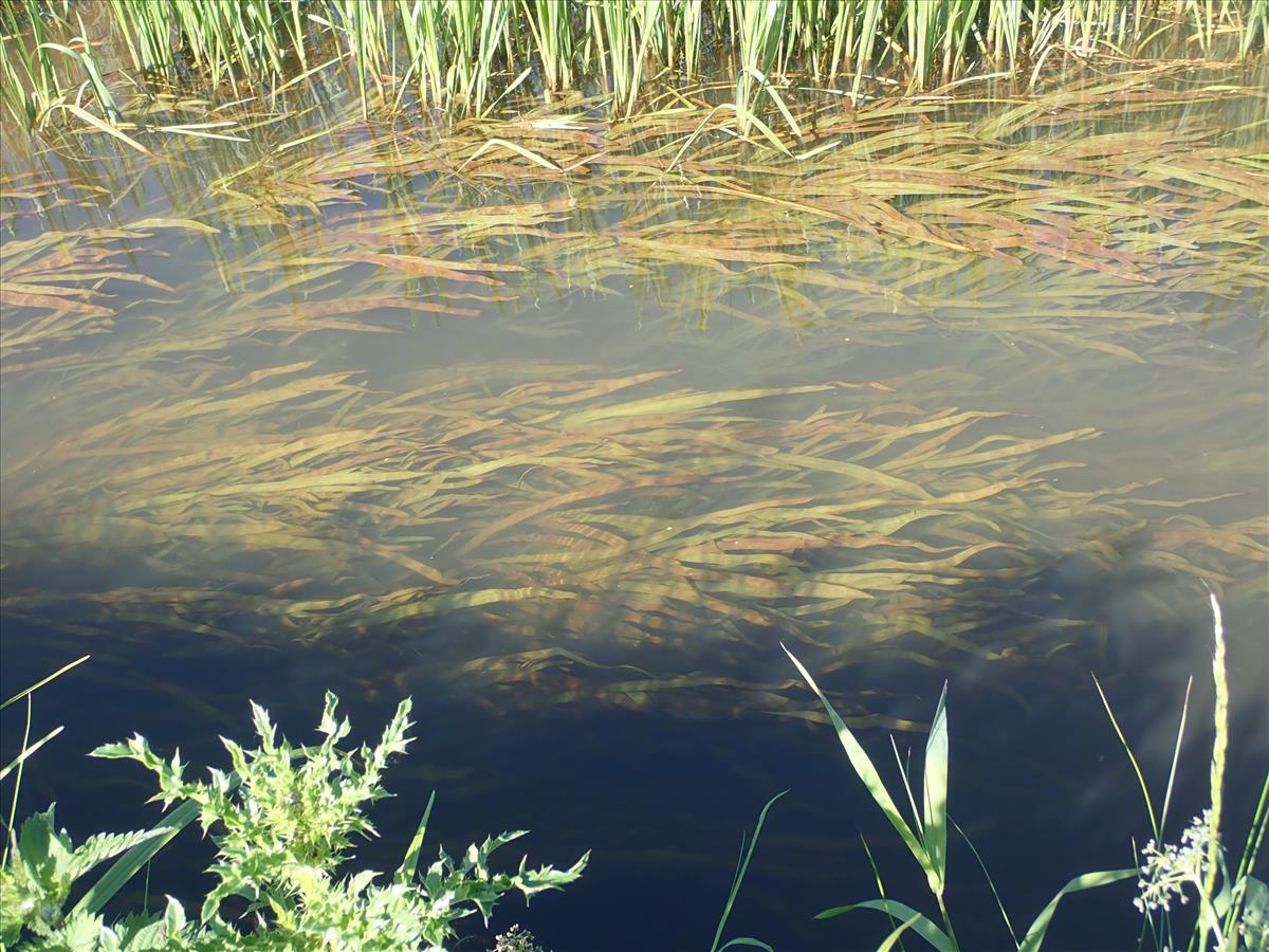 Sagittaria sagittifolia (door Tim van de Vondervoort)