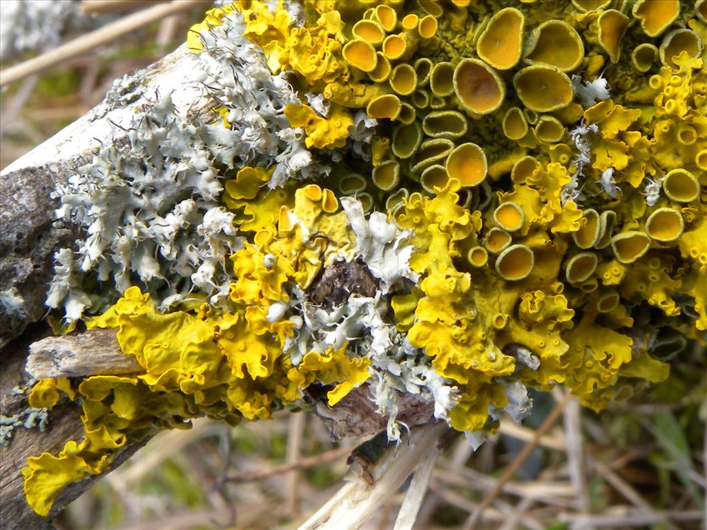 Xanthoria parietina (door Hans Toetenel)