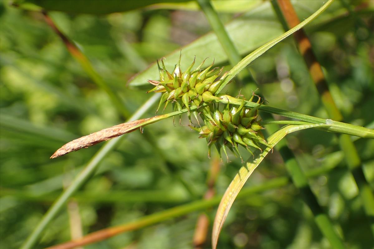 Carex flava (door Stef van Walsum)