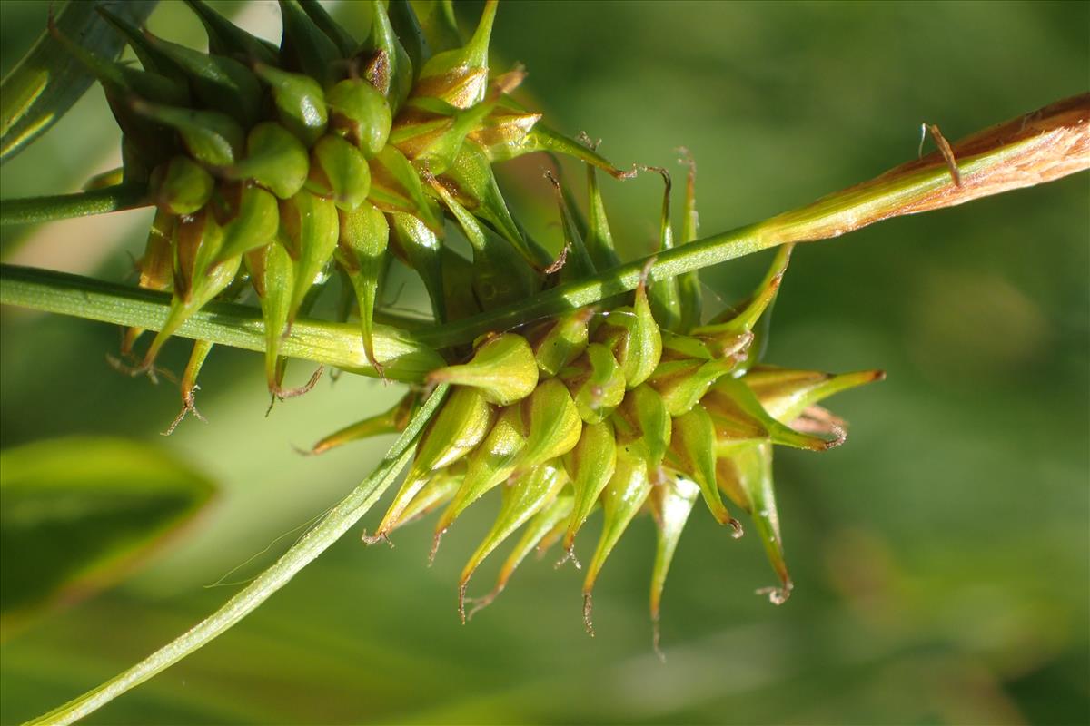 Carex flava (door Stef van Walsum)