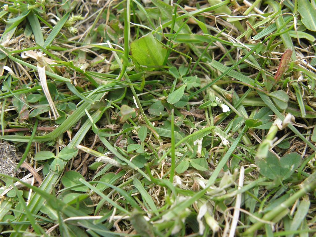 Trifolium ornithopodioides (door Eric Brandes)