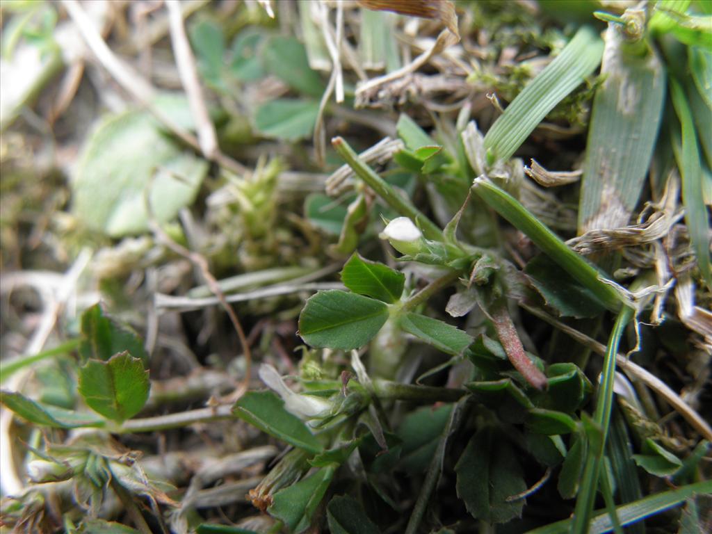 Trifolium ornithopodioides (door Eric Brandes)