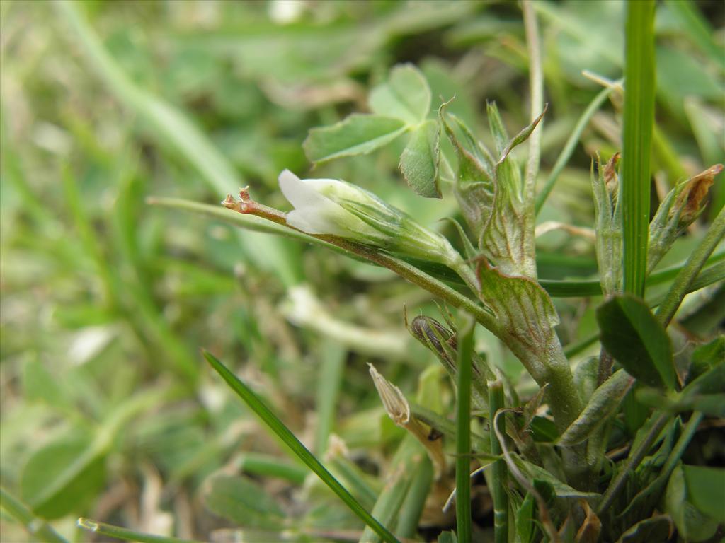 Trifolium ornithopodioides (door Eric Brandes)
