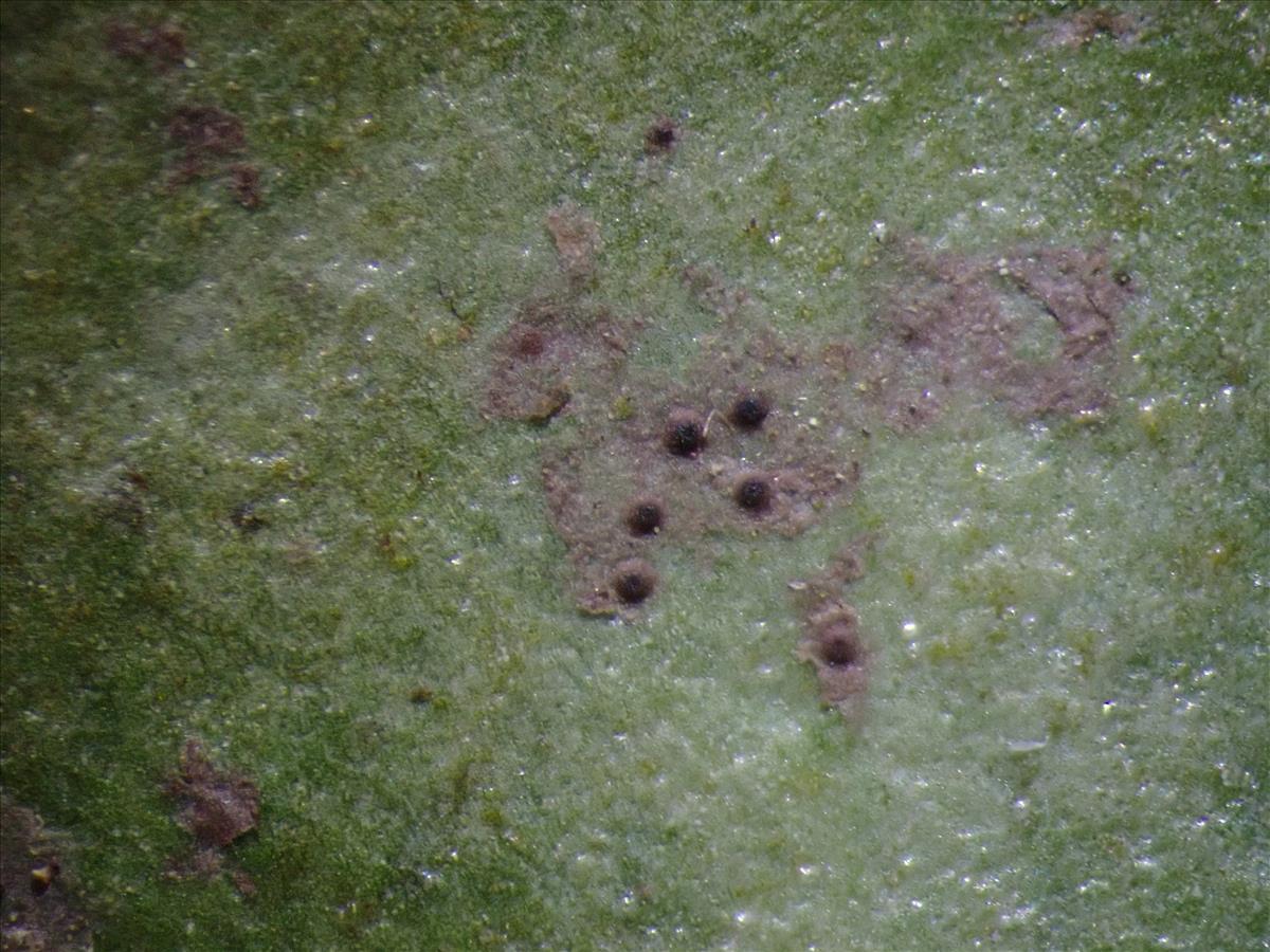 Phylloblastia inexpectata (door Lukas Verboom)