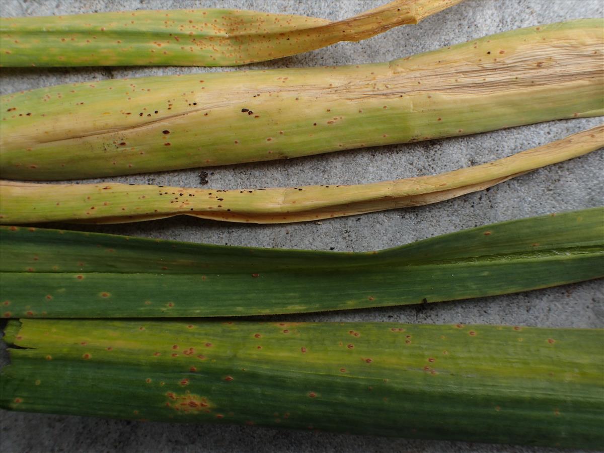 Puccinia allii (door Leo Jalink)