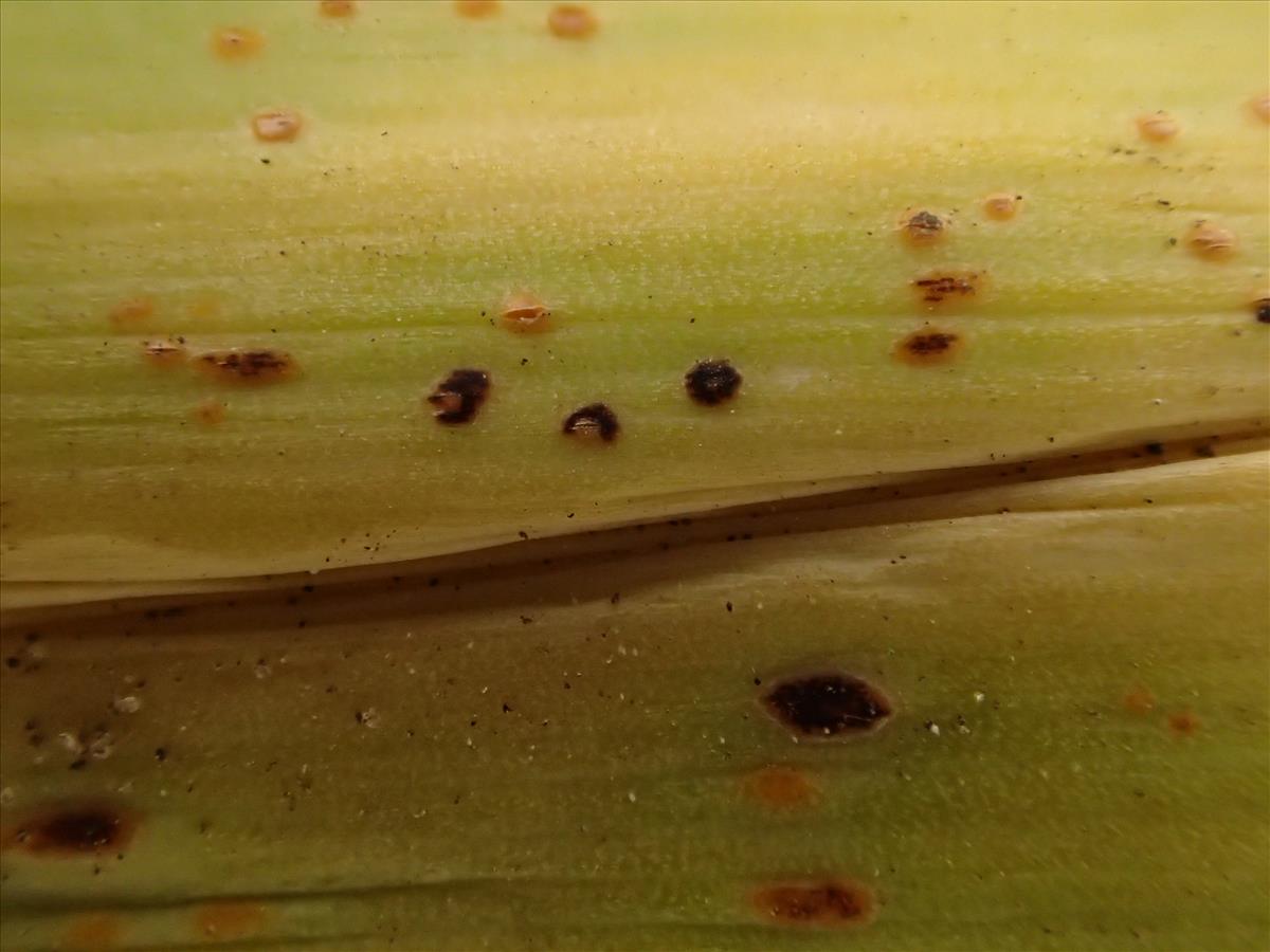 Puccinia allii (door Leo Jalink)