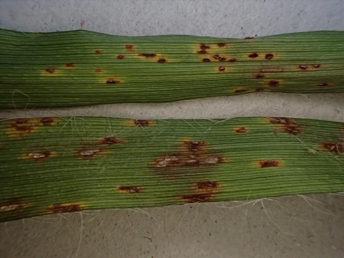 Puccinia obscura (door Leo Jalink)
