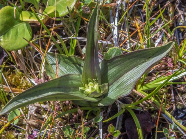 Epipactis palustris (door Peter Hegi)