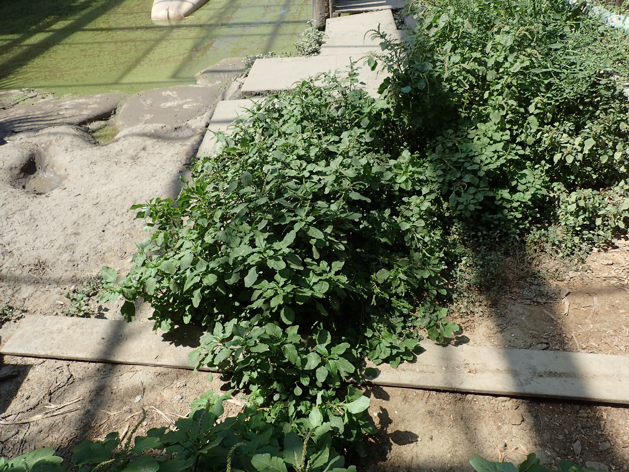 Amaranthus viridis (door Adrie van Heerden)