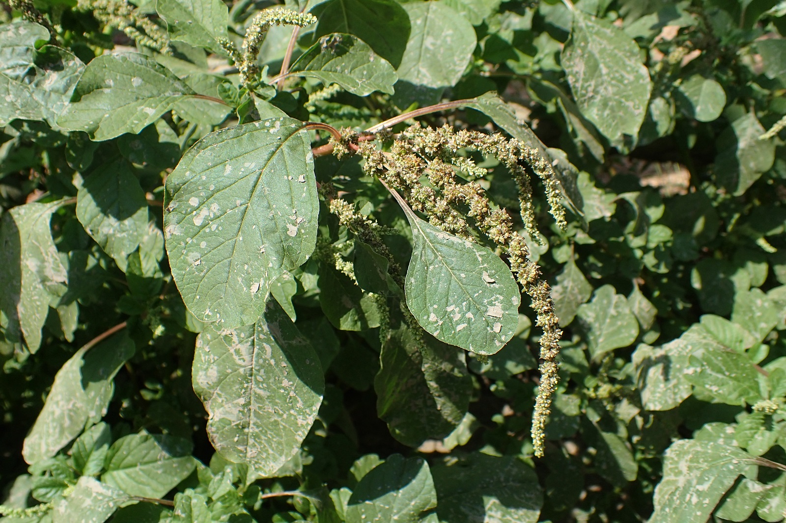 Amaranthus viridis (door Adrie van Heerden)