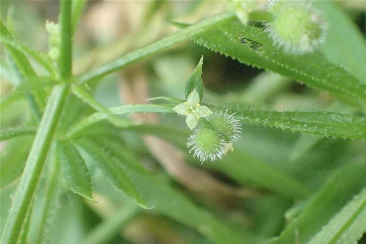 Galium spurium (door Sipke Gonggrijp)
