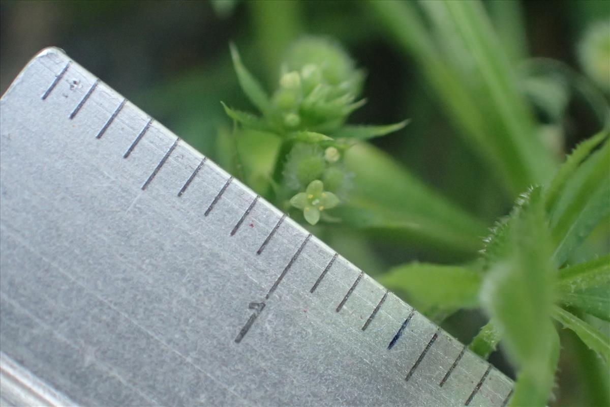 Galium spurium (door Sipke Gonggrijp)