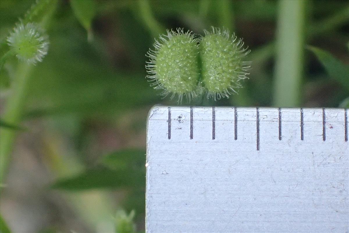 Galium spurium (door Sipke Gonggrijp)