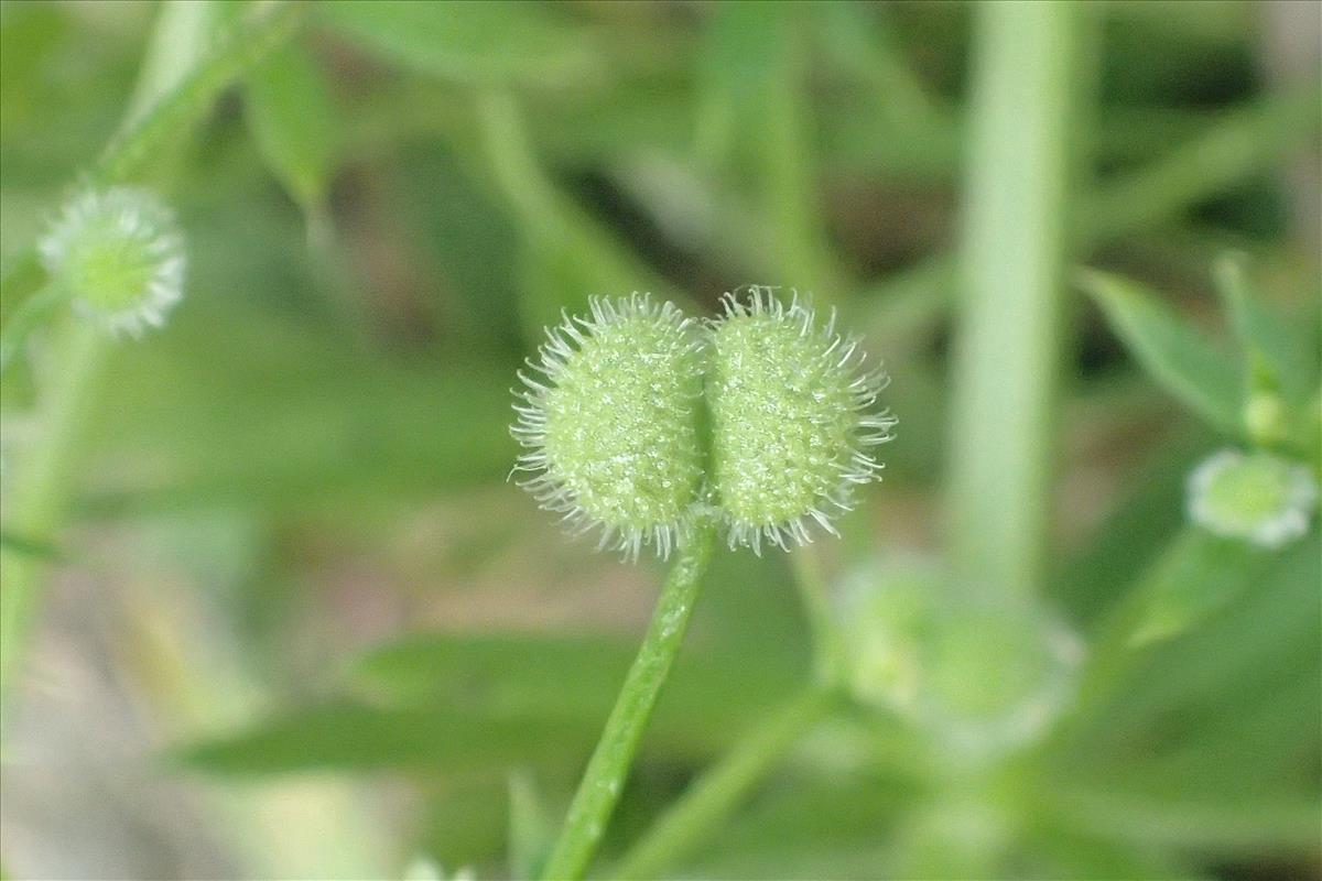 Galium spurium (door Sipke Gonggrijp)