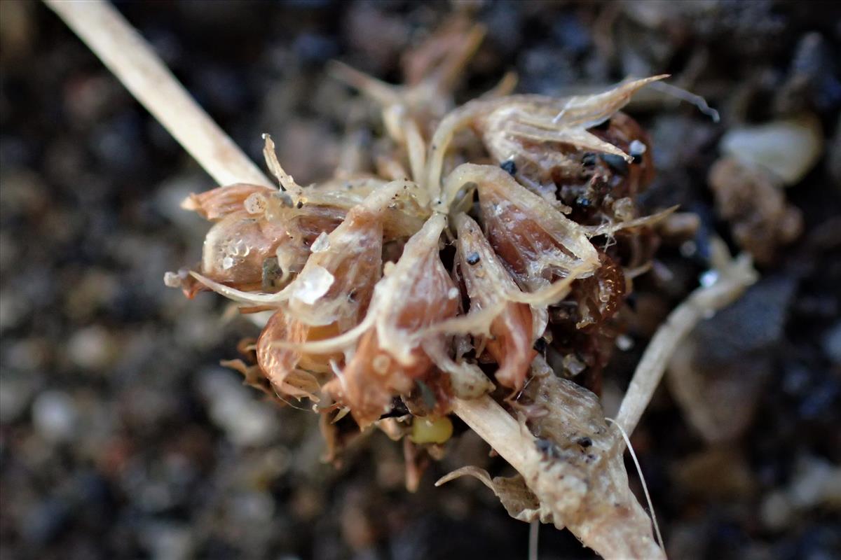 Trifolium cernuum (door Sipke Gonggrijp)