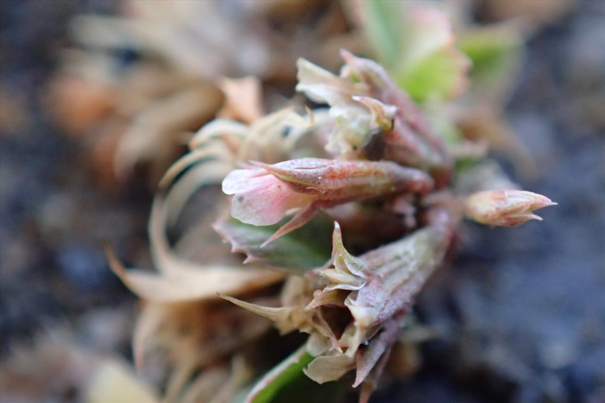 Trifolium cernuum (door Sipke Gonggrijp)