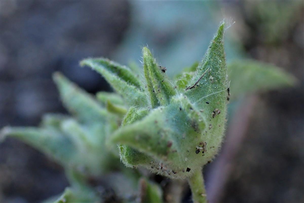 Malva punctata (door Sipke Gonggrijp)