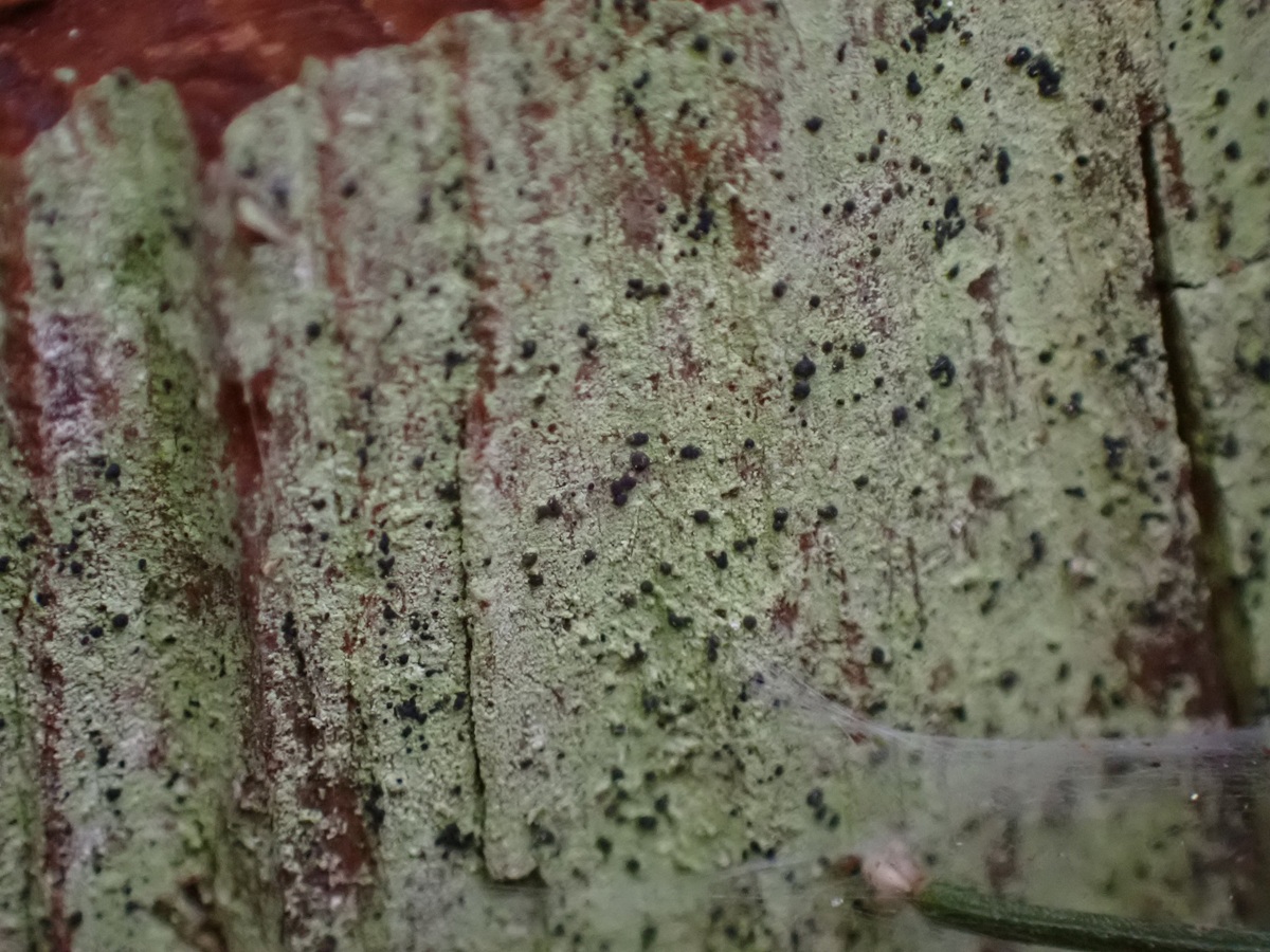 Psilolechia clavulifera (door Guido Berger)