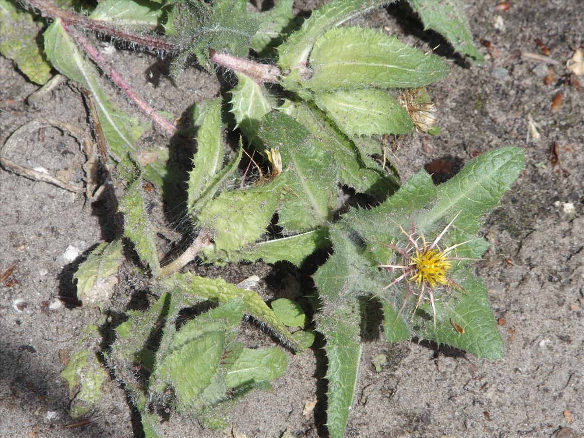 Centaurea benedicta (door Willemien Troelstra)