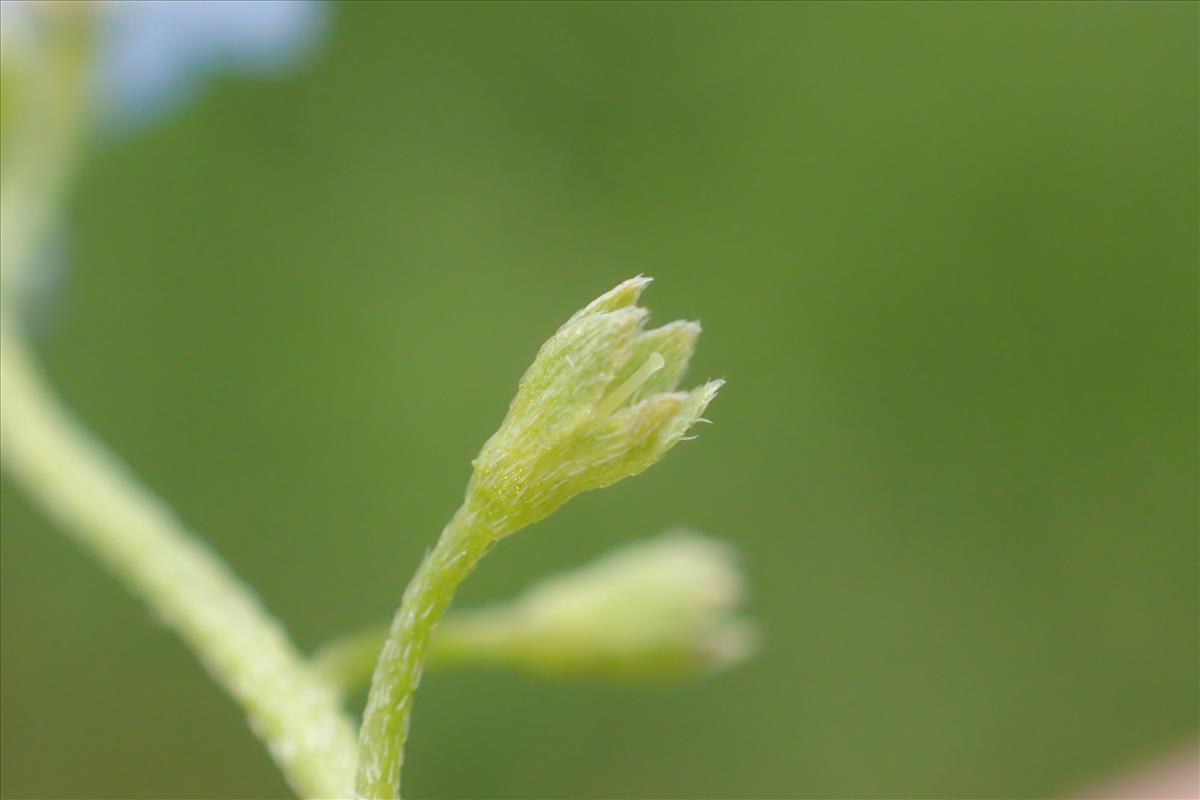 Myosotis scorpioides subsp. scorpioides (door Stef van Walsum)