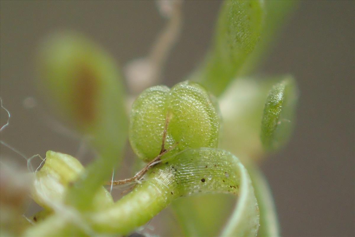 Callitriche brutia (door Stef van Walsum)