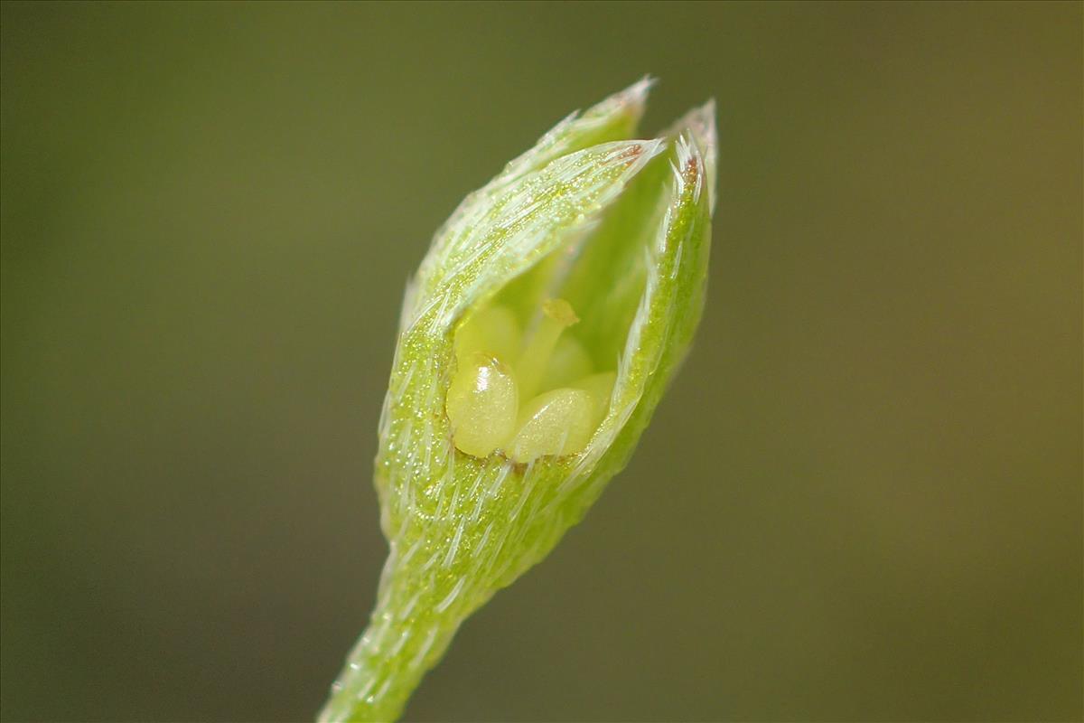 Myosotis laxa subsp. caespitosa (door Stef van Walsum)