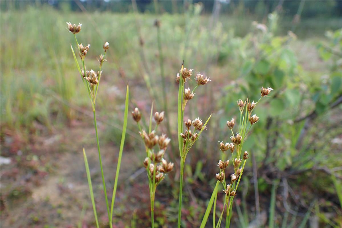 Juncus marginatus (door Sipke Gonggrijp)