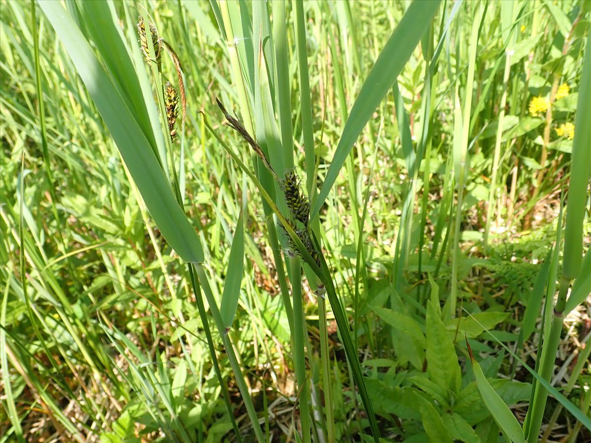 Carex x evoluta (door Tim van de Vondervoort)