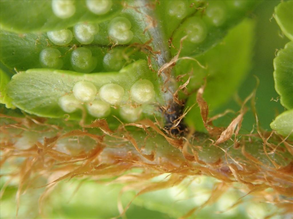 Dryopteris affinis (door Adrie van Heerden)