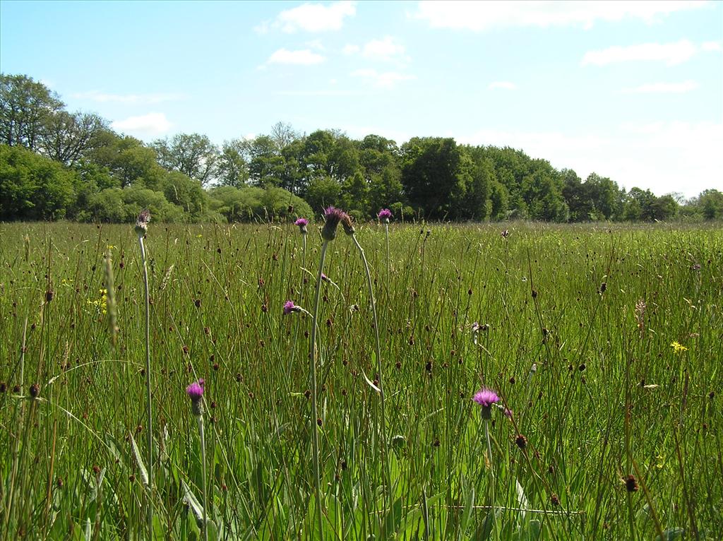 Cirsium dissectum (door Frank van Gessele)