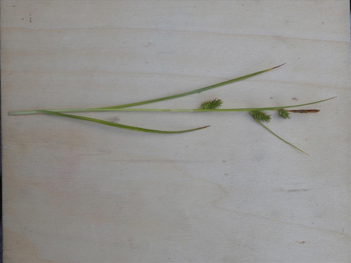 Carex punctata (door Willemien Troelstra)