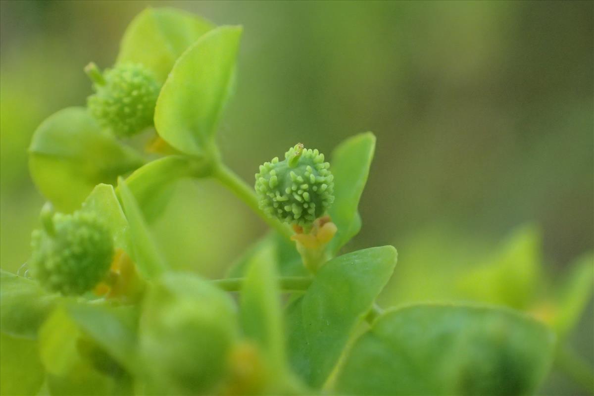 Euphorbia stricta (door Stef van Walsum)