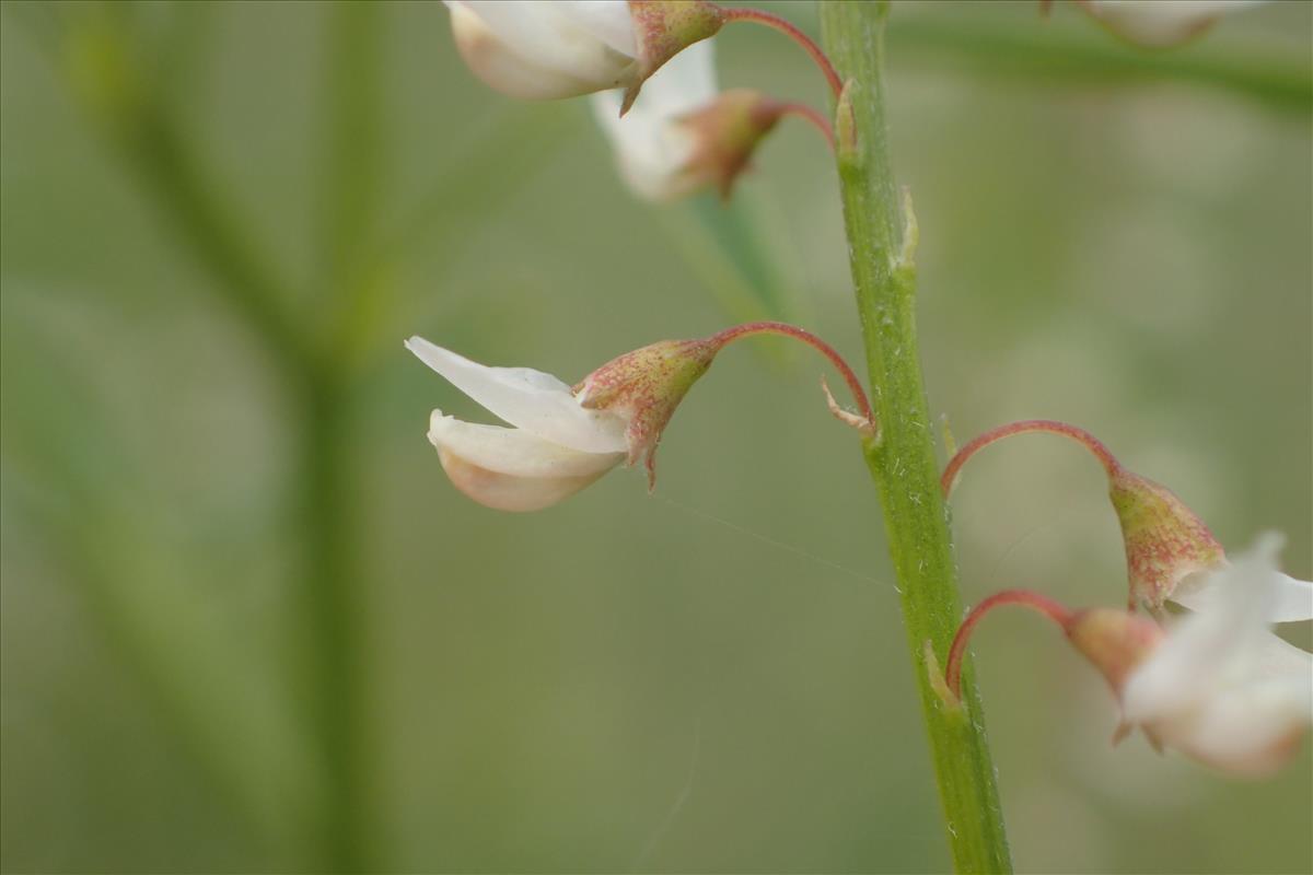 Melilotus wolgicus (door Stef van Walsum)