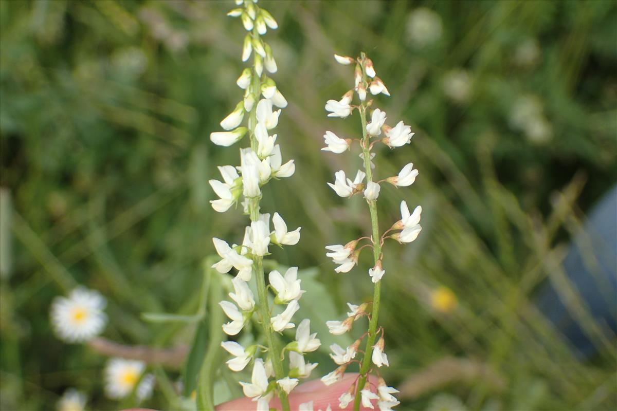 Melilotus wolgicus (door Stef van Walsum)
