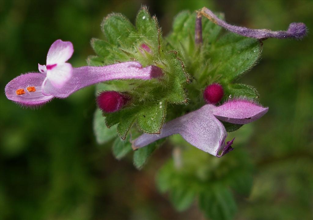 Lamium amplexicaule (door Bert Verbruggen)