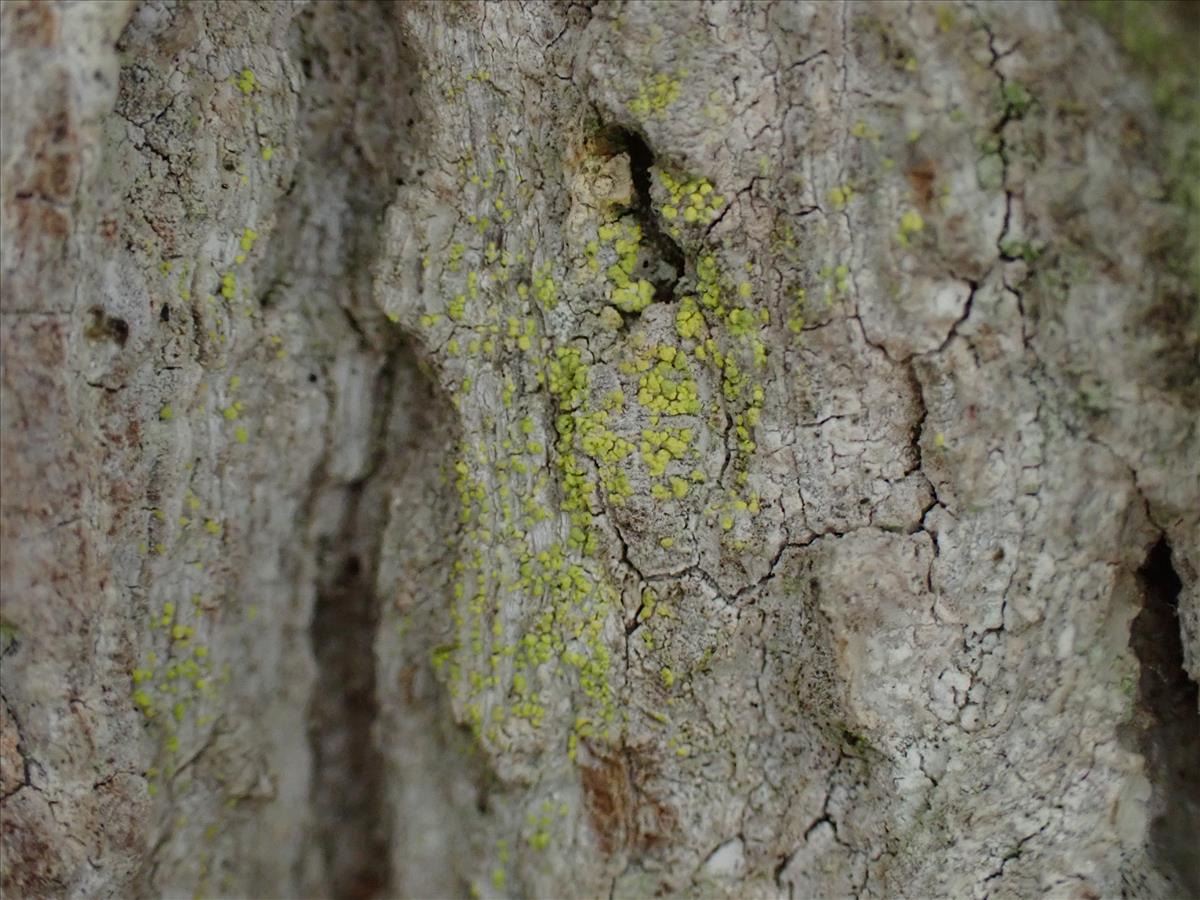 Chaenotheca chrysocephala (door Lukas Verboom)