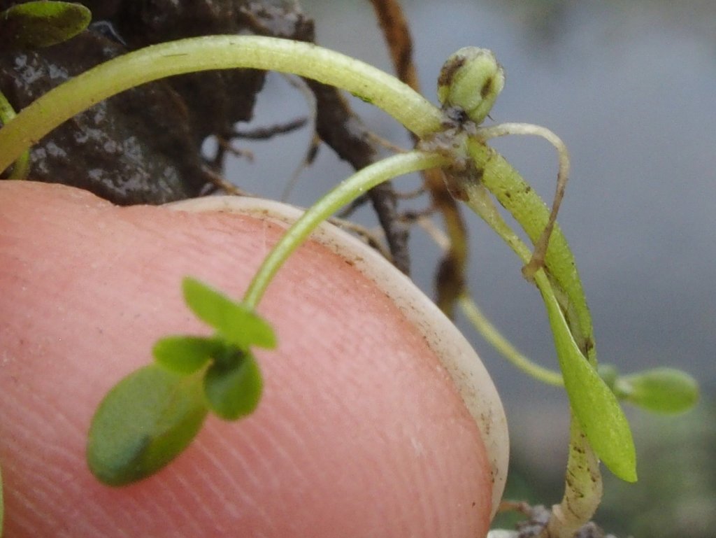 Callitriche stagnalis (door Willemien Troelstra)