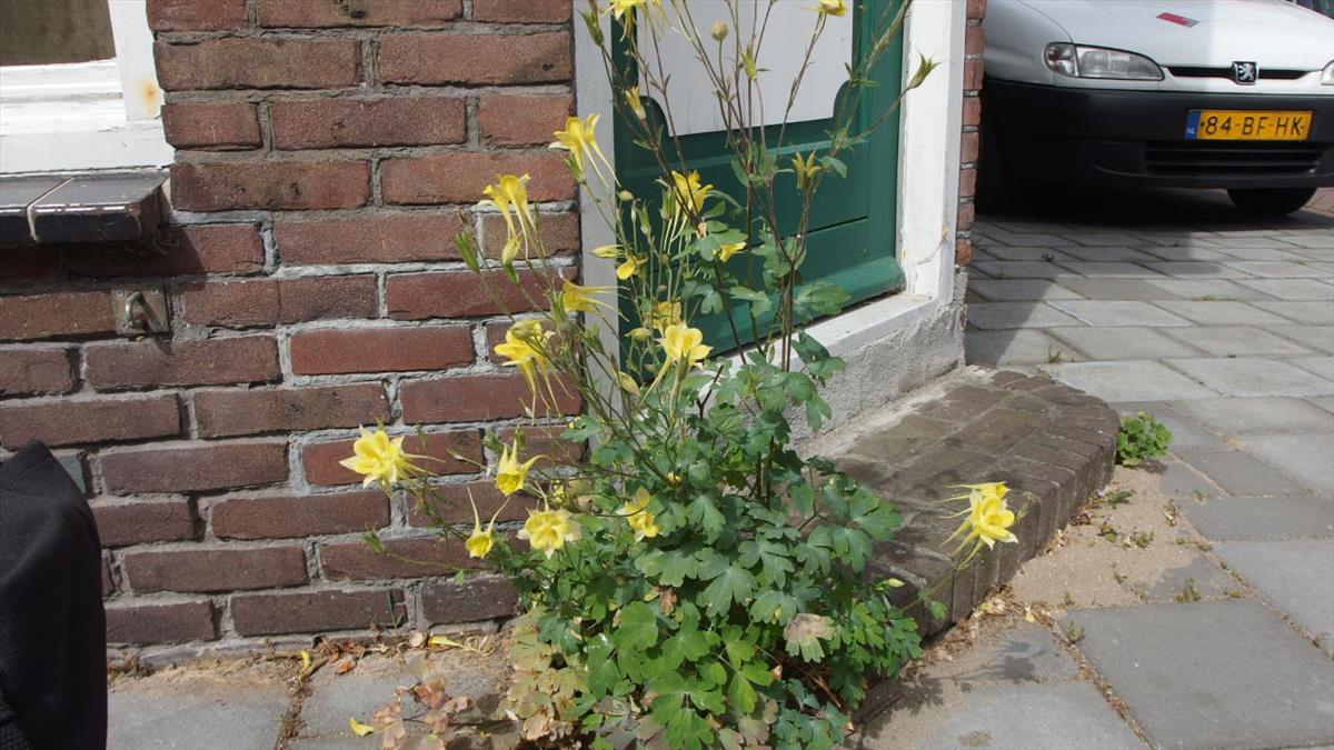 Aquilegia chrysantha (door Sipke Gonggrijp)