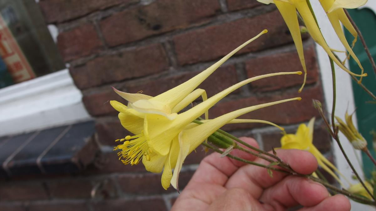 Aquilegia chrysantha (door Sipke Gonggrijp)
