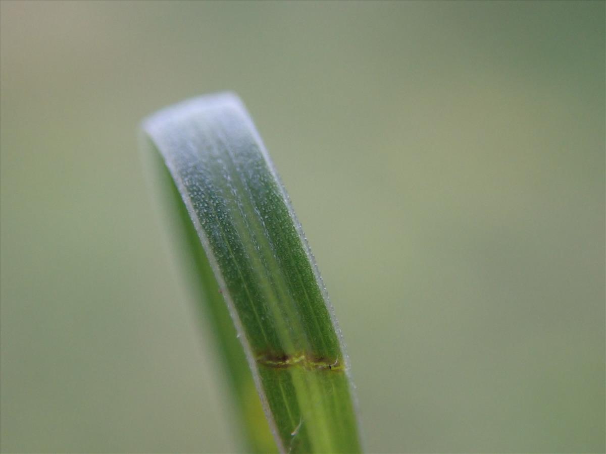 Helictochloa pratensis (door Tim van de Vondervoort)