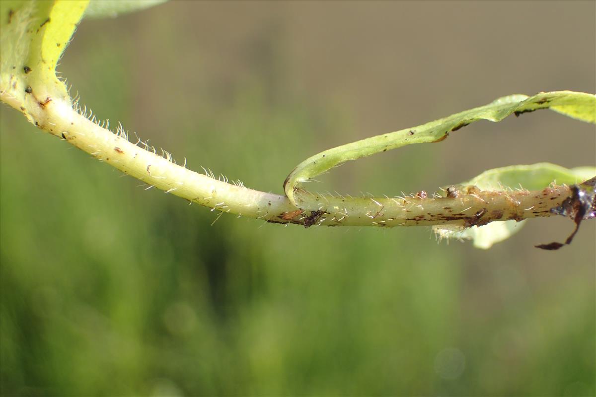 Myosotis scorpioides subsp. nemorosa (door Stef van Walsum)