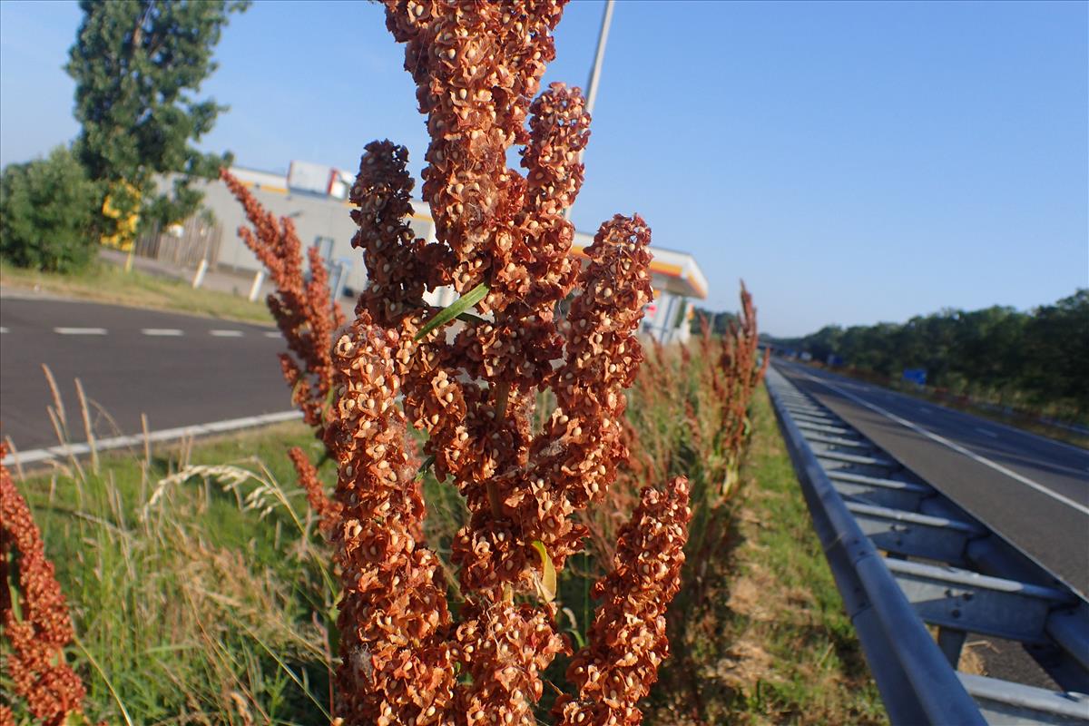 Rumex cristatus (door Sipke Gonggrijp)