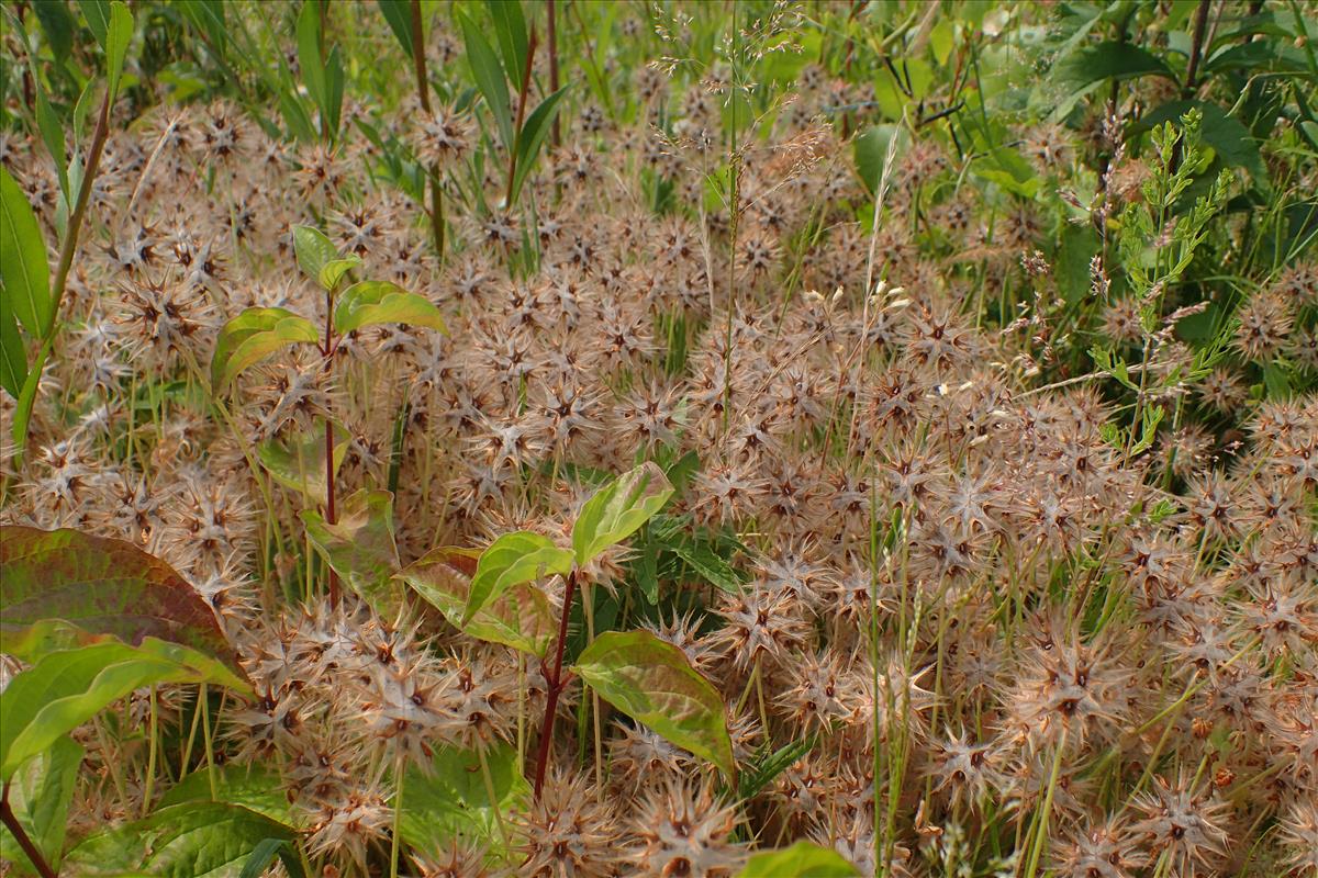 Trifolium stellatum (door Sipke Gonggrijp)