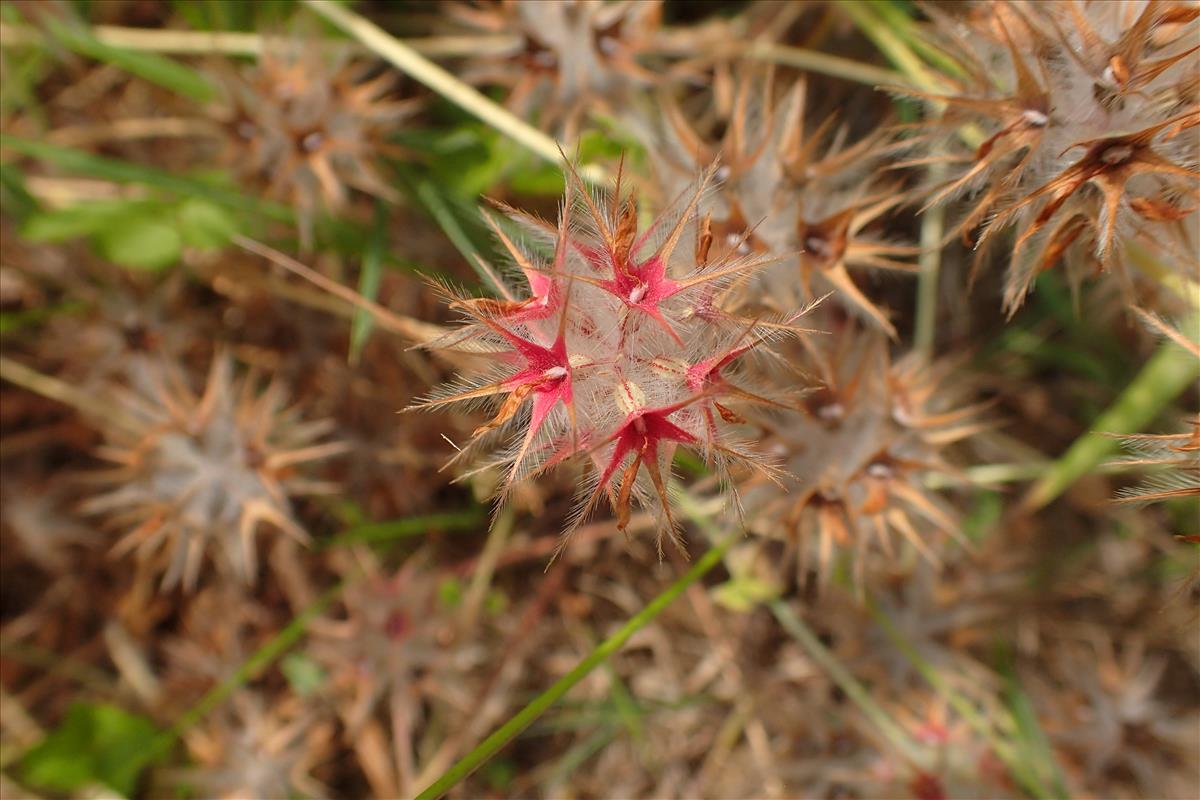 Trifolium stellatum (door Sipke Gonggrijp)
