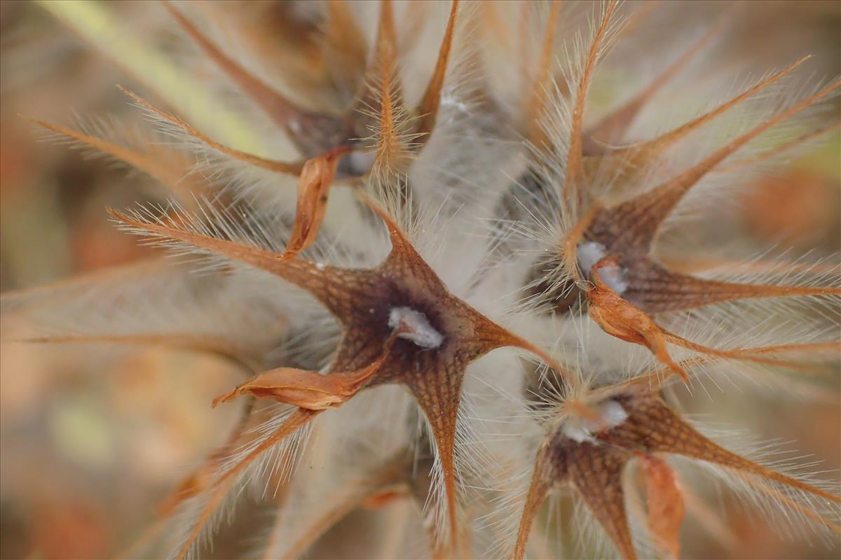 Trifolium stellatum (door Sipke Gonggrijp)